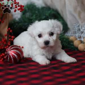Twinkle, Bichon Frise Puppy